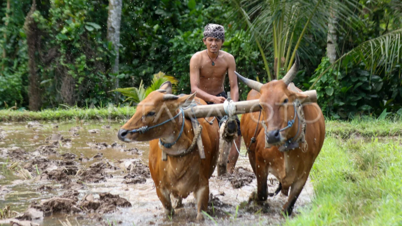 Tradisi Lisan dalam Ritual Labuh Nyingkal